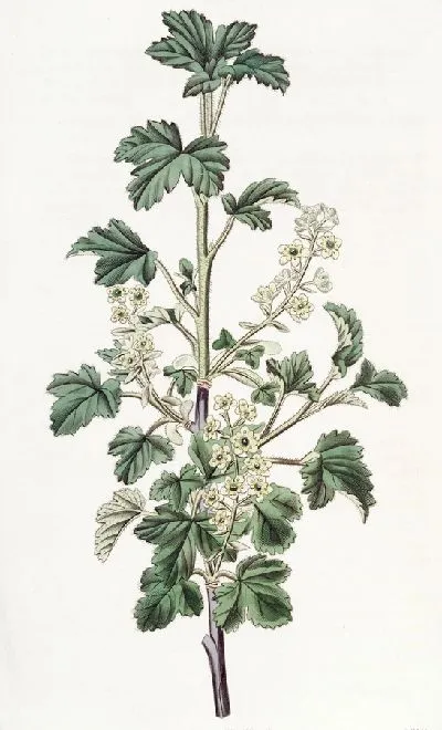 Картина Пунктирная смородина - 2 (1815-1819)