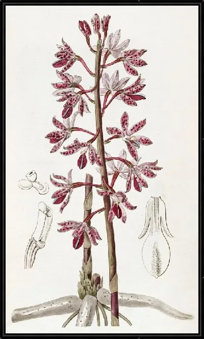 Картина Пунктирный диподий (1815-1819)