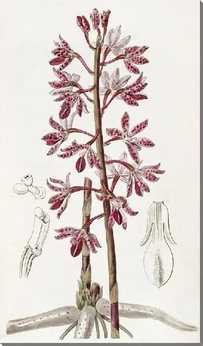 Картина Пунктирный диподий (1815-1819)