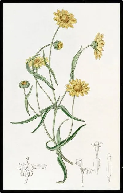 Картина Пуховая Ластения (1815-1819)