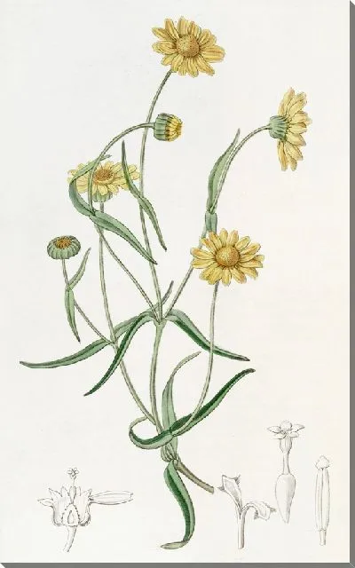 Картина Пуховая Ластения (1815-1819)