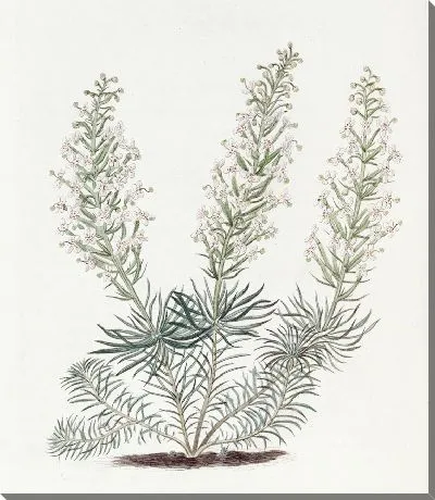 Картина Пучковый стилидиум (1815-1819)