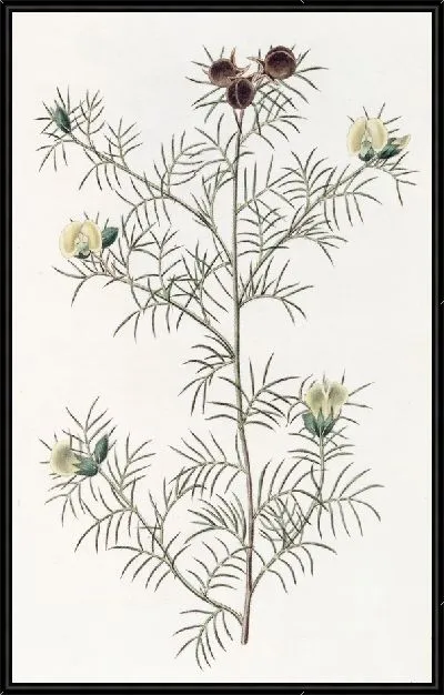 Картина Пушистый гомфолобиум (1815-1819)