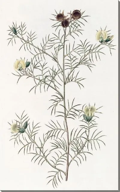 Картина Пушистый гомфолобиум (1815-1819)