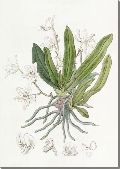 Картина Саркохилус серповиднолистный (1815-1819)