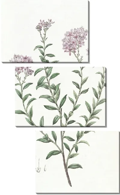 Картина Селаго доктора Гилла (1815-1819)