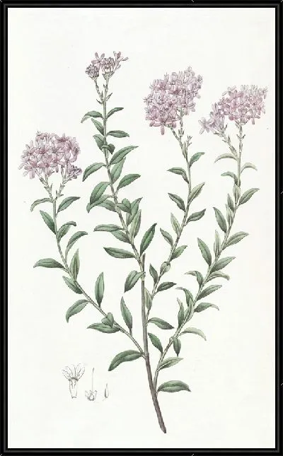 Картина Селаго доктора Гилла (1815-1819)