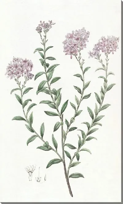 Картина Селаго доктора Гилла (1815-1819)