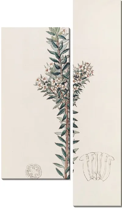 Картина Сомнительный Эпакрис (1815-1819)