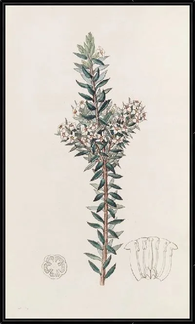 Картина Сомнительный Эпакрис (1815-1819)