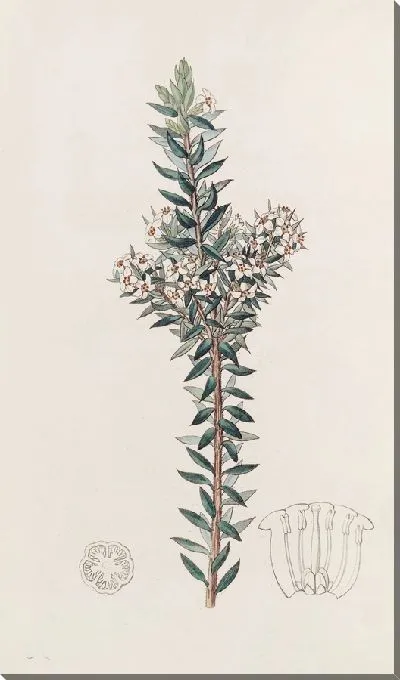 Картина Сомнительный Эпакрис (1815-1819)