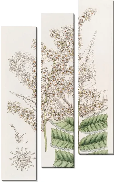 Картина Спирея доктора Линдли (1815-1819)