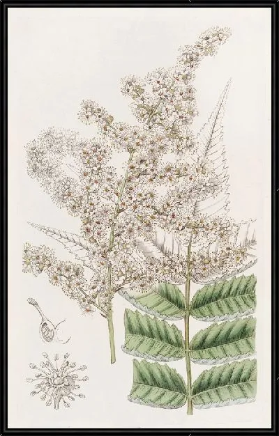 Картина Спирея доктора Линдли (1815-1819)