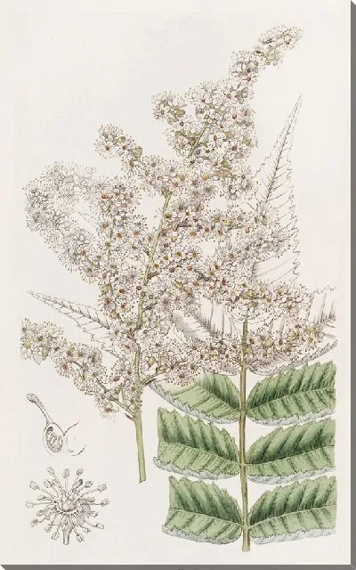 Картина Спирея доктора Линдли (1815-1819)