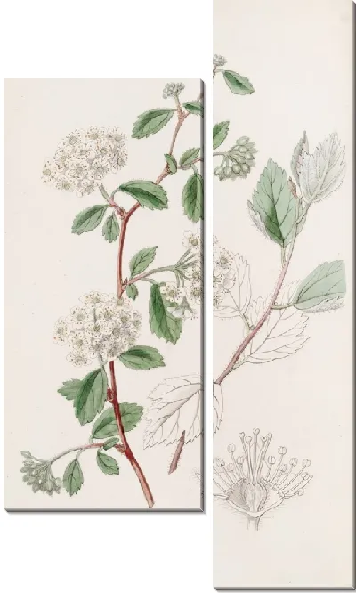Картина Спирея пуховая (1815-1819)