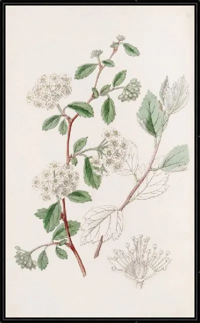 Картина Спирея пуховая (1815-1819)