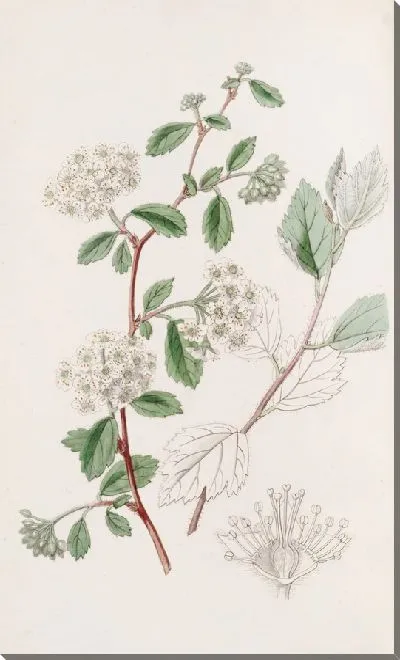 Картина Спирея пуховая (1815-1819)
