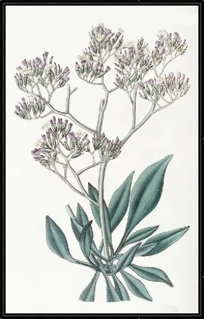 Картина Статис с пушистыми листьями (1815-1819)