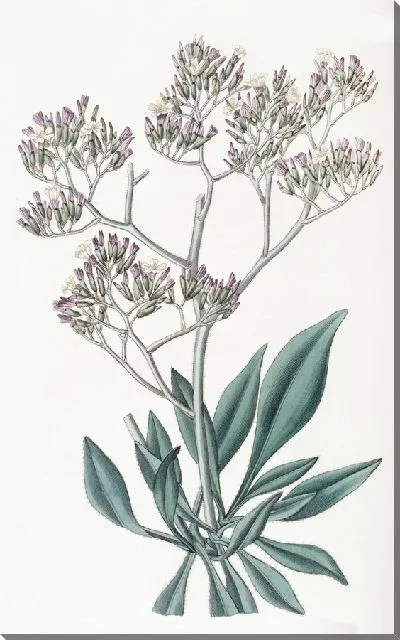 Картина Статис с пушистыми листьями (1815-1819)