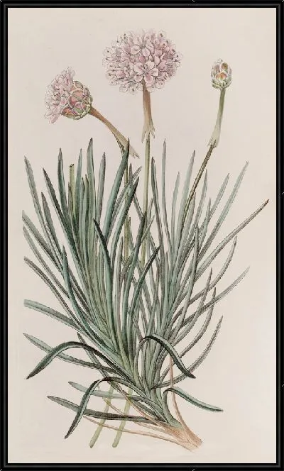 Картина Сумасшедшая бережливость (1815-1819)