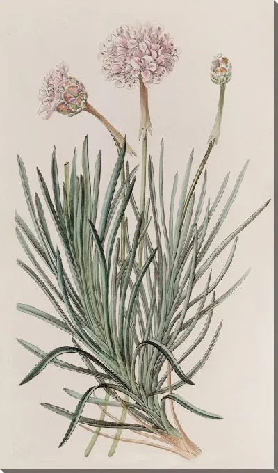 Картина Сумасшедшая бережливость (1815-1819)