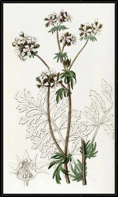 Картина Сумеречная Хоркелия (1815-1819)