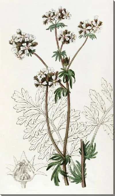 Картина Сумеречная Хоркелия (1815-1819)