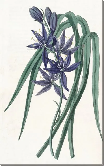 Картина Съедобный квамаш (1815-1819)