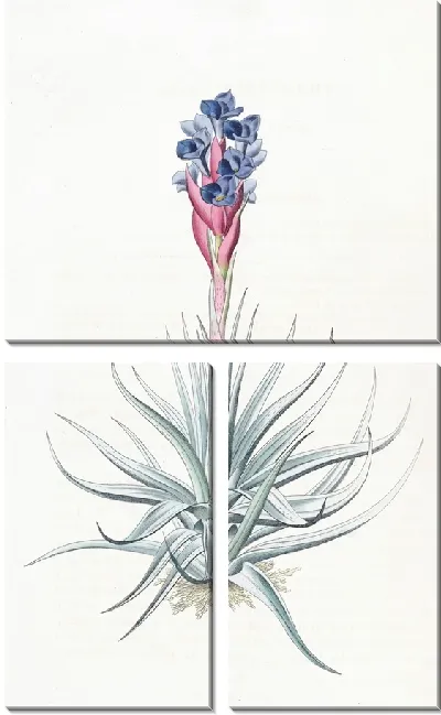 Картина Тилландсия прямостоячая (1815-1819)