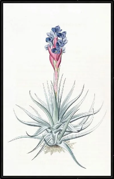 Картина Тилландсия прямостоячая (1815-1819)