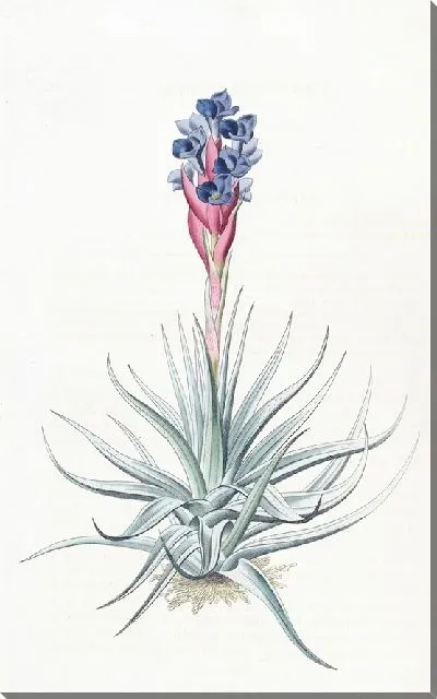 Картина Тилландсия прямостоячая (1815-1819)