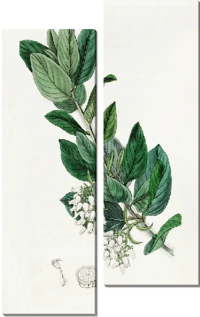 Картина Толокнянка пуховая (1815-1819)