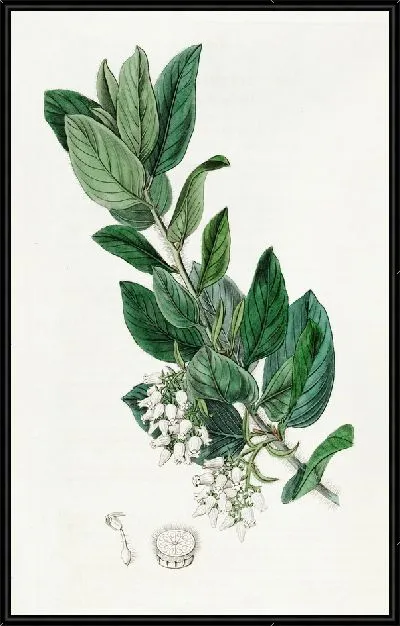Картина Толокнянка пуховая (1815-1819)