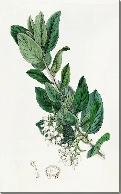 Картина Толокнянка пуховая (1815-1819)