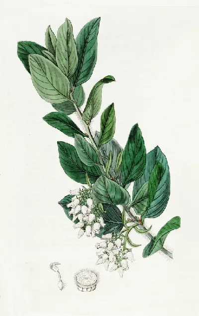 шаблон id 34