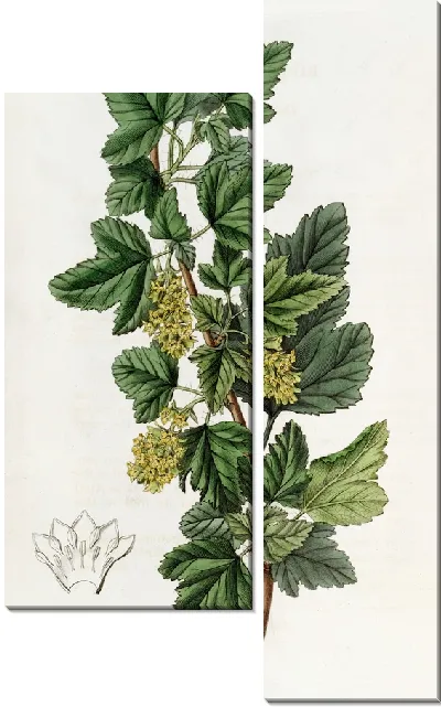 Картина Точечная смородина (1815-1819)