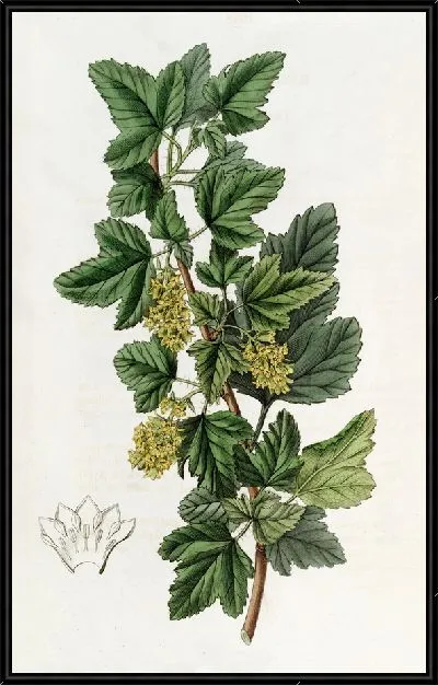 Картина Точечная смородина (1815-1819)