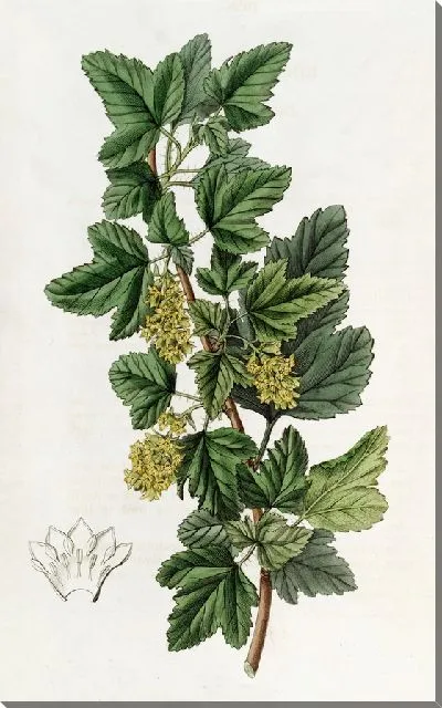 Картина Точечная смородина (1815-1819)