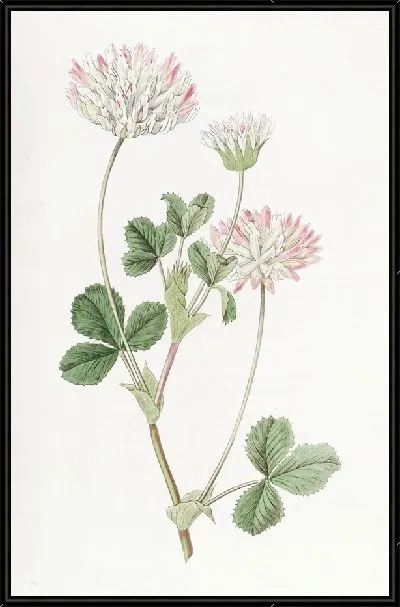 Картина Фард Клевер (1815-1819)