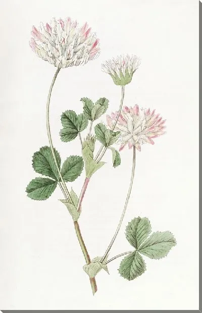 Картина Фард Клевер (1815-1819)