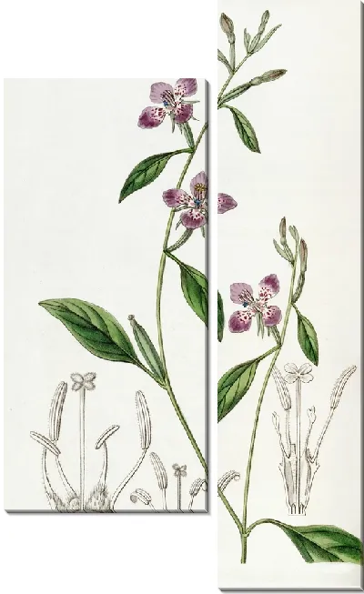 Картина Цельнолепестковая Кларкия (1815-1819)