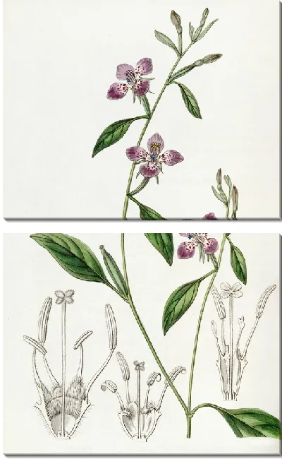 Картина Цельнолепестковая Кларкия (1815-1819)
