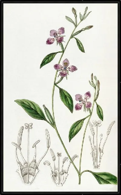 Картина Цельнолепестковая Кларкия (1815-1819)