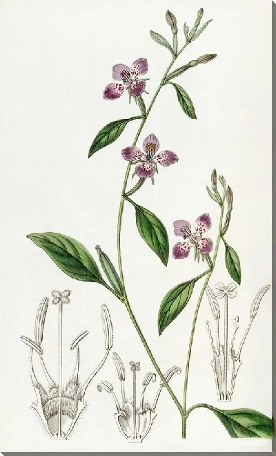 Картина Цельнолепестковая Кларкия (1815-1819)