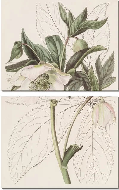 Картина Чемерица восточная (1815-1819)