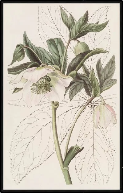 Картина Чемерица восточная (1815-1819)