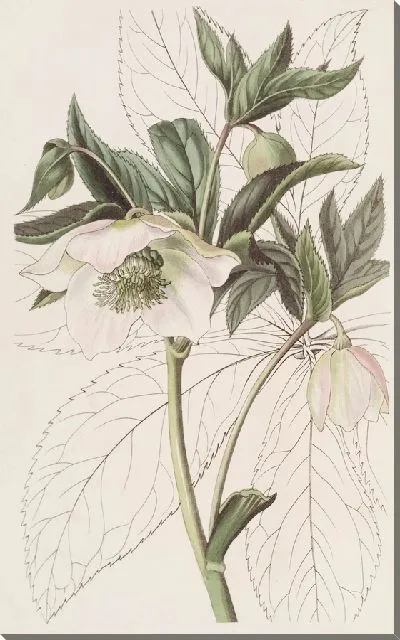 Картина Чемерица восточная (1815-1819)