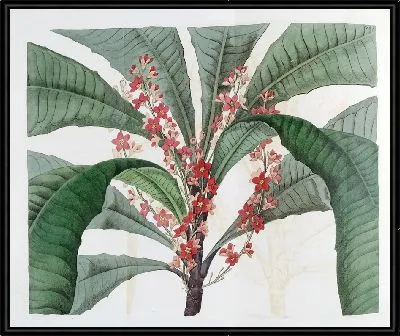 Картина Элегантная Клавия (1815-1819)