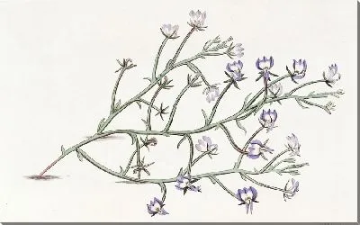 Картина Элегантная Клинтония (1815-1819)