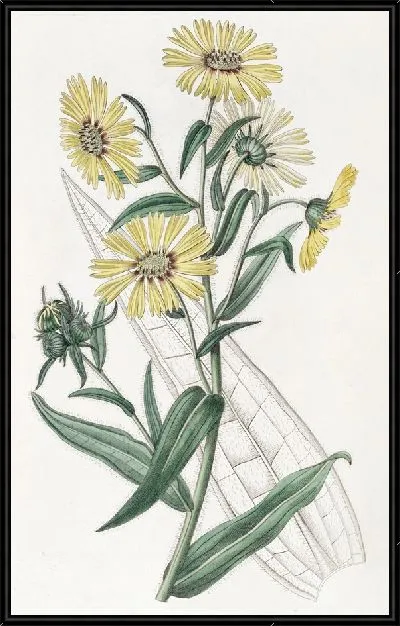 Картина Элегантная Мадия (1815-1819)